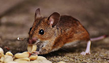 24 Hour & Emergency Exterminators in Loma Linda, MO